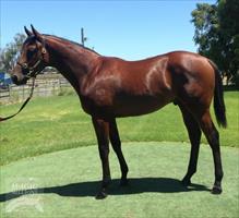 WAR GOD - War Chant colt pictured at Geisel Park before the Perth Magic Millions